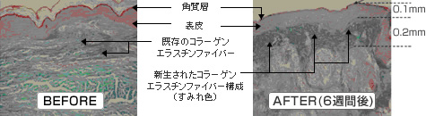 コラーゲン増殖の仕組み
