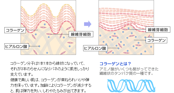 コラーゲン増殖の仕組み